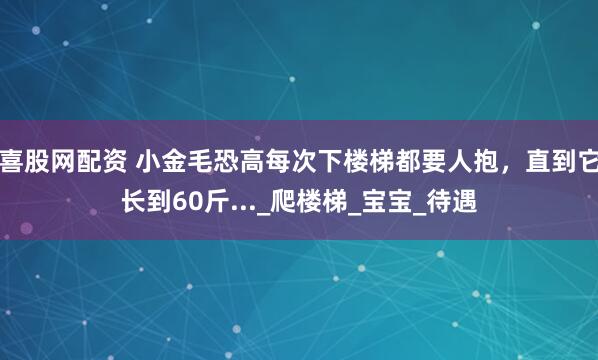 喜股网配资 小金毛恐高每次下楼梯都要人抱，直到它长到60斤..._爬楼梯_宝宝_待遇